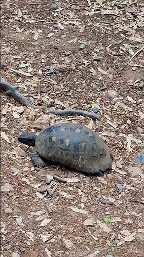 Δάσος Χαϊδαρίου GREECE 🇬🇷: Βοτανικός Κήπος Διομήδους