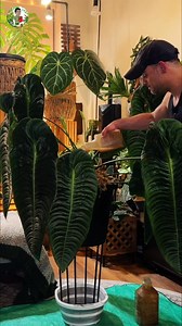 29 reactions | The Alaska Fish Fertilizer results speak for themselves — massive foliage, stronger roots, and healthier plants overall! Within 1–2 weeks of use, leaves balloon in size and root systems expand dramatically. This organic fertilizer is a game-changer for tropicals, Monsteras, Anthuriums, and more.  #alaskafishfertilizer #plantfertilizer #plantgrowth #houseplants #organicgardening | Kevin Torres | Facebook