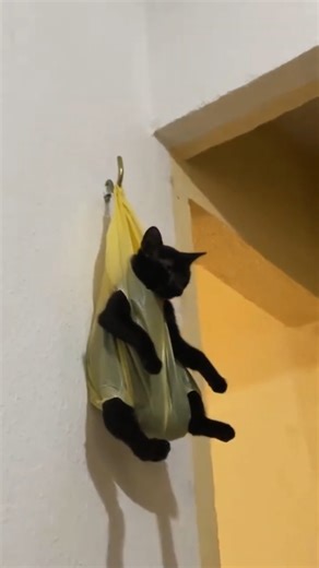 Funny Cats Doing Random Silly Things 😹 | Cute & Viral Cat Moments 2025 #shorts #youtubeshorts