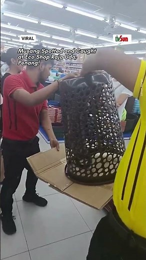 Musang Spotted and Caught at Eco Shop Raja Uda, Penang!