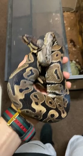 The Wise Frog on TikTok