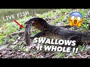 Monitor Lizard SWALLOWS big catfish ALIVE !!!