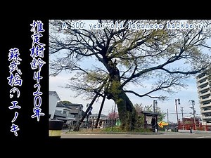 橿原市指定景観重要樹木 蘇武橋のエノキ 樹齢420年 A 420 year-old Japanese hackberry 巨木 巨樹 榎 えのき Giant tree big tree