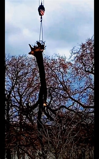 Le marronnier des quais de la Fontaine à Nîmes est tombé le 23 décembre, il y a un mois. C’était un marronnier d’Inde (Aesculus hippocastanum), originaire des régions montagneuses des Balkans (nord de la Grèce, Albanie, Bulgarie), planté ici depuis longtemps comme témoin silencieux de la ville. Il offrait ombre, beauté et présence aux passants et aux résidents, et marquait le paysage des quais depuis des années. Même tombé, il reste dans nos mémoires et nos gestes, et j’ai voulu capturer cet ins