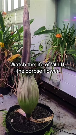 The corpse flower is known for smelling like decaying flesh once it blooms, and can take seven to eight years to bloom and then quickly dies in a few hours. #WheatonMA #Horticulture #RarePlants #CorpseFlowerBloom #CorpseFlower