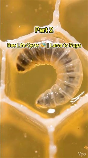 Bee Life Cycle 🐝 | Larva to Pupa Part 2 #timelapse #beelife #microworld #multicellularity #shorts