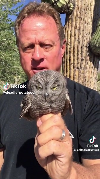 Discover the World's Smallest Owl: Meet the Diva