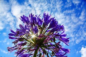 These Golden Rules Will Transform Your Agapanthus (and Your Outdoor Space) - Netmums