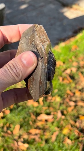 Finally tried a Jorf trilobite prep. These bugs are famous for their colors and glass-like preservation. The trilobite even glows under a strong direct light. I like the weird salmon colored banding on this piece. #trilobite #fossil #geology #fossilprep #trilobites #paleontology #stormbed #preplab | Stormbed Paleontological