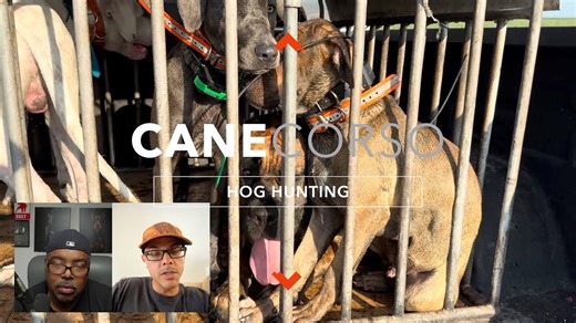 Training my diamond grit Cane Corso (and the truth about the breed)