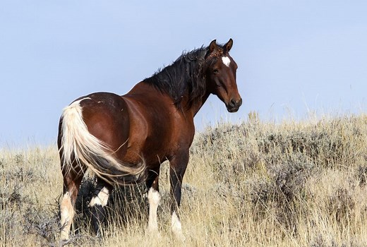 Mustang Horse Guide: Facts, Trainability, Temperament & More