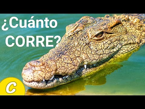 😲 ¿A qué VELOCIDAD puede Correr un COCODRILO? 🐊 ⚡