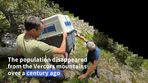 3.4K views · 44 reactions | In the rugged peaks of eastern France's Vercors mountains, a bold effort is underway to bring a nearly extinct species -- bearded vultures -- back to its natural home. | AFP News Agency | Facebook