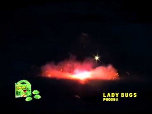 Lady Bugs - Winda Fireworks - P6009A