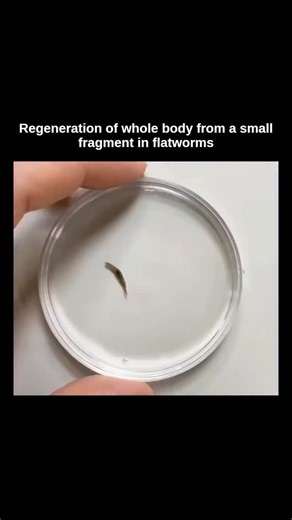 Explaining Page on Instagram: "Regeneration ability. Planarians have a remarkable ability to regenerate—they can regrow entire bodies from small fragments. This is due to a large population of stem cells called neoblasts, which can become any cell type, and a genetic blueprint for body organisation. When injured, neoblasts are activated to form a blastema—a mass of new cells that differentiate to replace missing tissues, such as a head or tail. 🎥 by fishyscience (yt)"