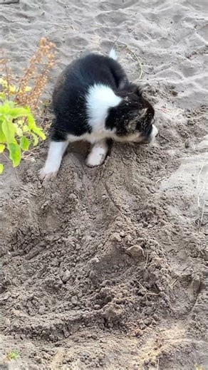 Cute Dog Playing in the Sand A Reason to Love Dogs Even More #animallove #cutepuppies #dog