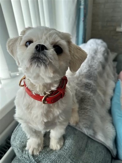 Teddyboy the Rapping Dog: Fashion Advice for a Star