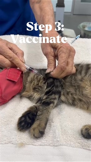 Happy National Community Cat Day! 🐱 Today we’re celebrating the paws-itively amazing community cats who call Lake County home and the community members who look out for their well-being every day.💛 Your compassion makes all the difference in their lives! 🐾 Through our Trap-Neuter-Vaccinate-Return (TNVR) program, the Lake County Animal Shelter helps reduce overpopulation and keep our feline friends healthy and thriving. 💉 Each cat in the program is spayed or neutered, vaccinated, ear-tipped, 