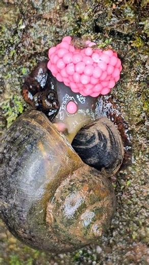 1. "Freshwater Snail Laying Bright Pink Eggs Amazing Nature Moment"