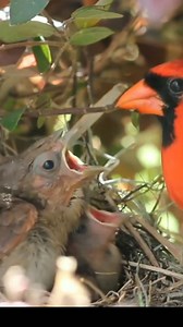 Exo Wildlife on Reels