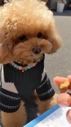Smartest Teddy Dog Ever? Mastering Daily Obedience Training in 10 Minutes 🧠 #teddydog #training