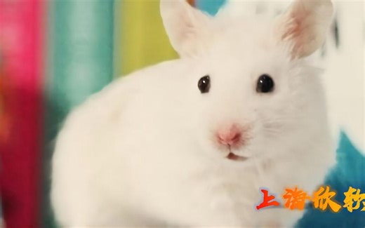 新物体识别软件分析效果--上海欣软Visutrack视频分析软件