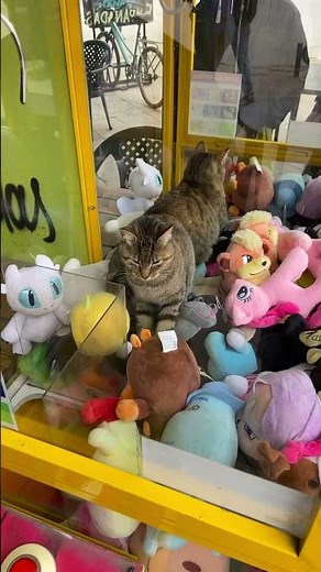 Cat gets inside claw machine