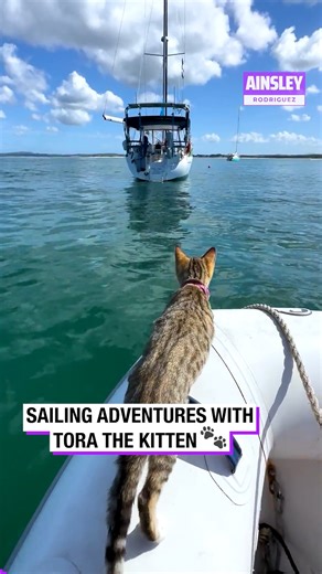 1.6M views · 12K reactions | Sailing Adventures with Tora the Kitten!  | Ainsley Rodriguez | Facebook