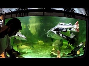 Feeding 5' arapaima, 3' jau, 2.5'-3.5' RTC, & Co in 4500 gal