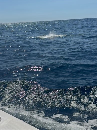 Sea Horse Charters - Islamorada, Florida Keys Fishing Charters on Reels