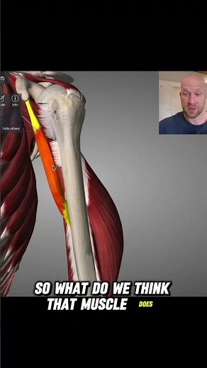 Coracobrachialis Anatomy