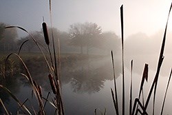 Cattails and Lily Pads: Love Them or Hate Them?