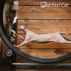 730 reactions · 245 shares | Cat cooped up, going stir crazy? Check out this solution to burn excess energy (and calories). Thousands of cats have proven, this is the most convenient and fun cat gym available! Learn more today at: https://onefastcat.com | One Fast Cat | Facebook