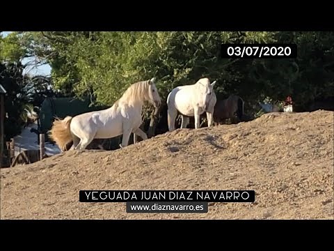 Covering of Ibera DN by the stallion; the mare cycle - Yeguada Juan Díaz Navarro