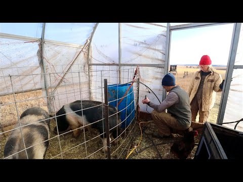 Getting the Pigs Ready Before We Leave the Homestead