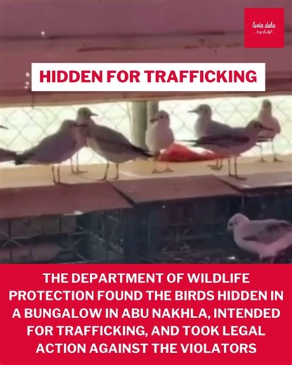 Qatar Rescues Illegal Birds Kept For Trafficking