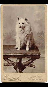 Beautiful vintage photos #pomeranianheadquarters #pomeranian #pomeranianorg #deniseleo #pomeraniansofinstagram #pomeranians #pomeranianhq | Pomeranian