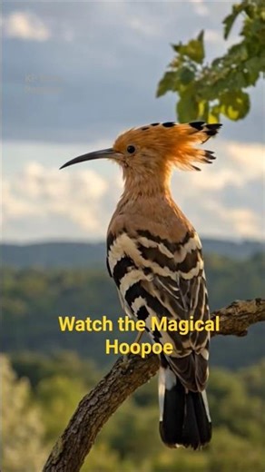 The Magical Hoopoe Bird | Rare & Beautiful Wildlife Moments #hoopoe #original