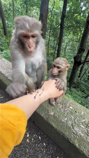 The Big Monkey Is So Thoughtful — Everything Was Cleaned Up Perfectly! 🐵❤️