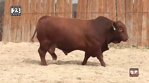 1.6K views · 100 reactions | Needing to add muscle to your next calf crop? Come check out this set of bulls that will add maternal genetics and pounds to your herd. https://beefmasterbullsale.com/texas-sale/ | Beefmaster Bull Sale | Facebook