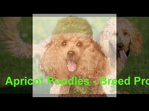 Apricot Poodles - Breed Profile & Info - Petdii.com