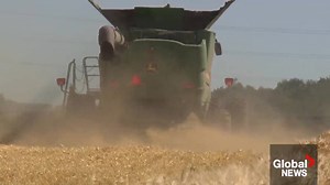 Alberta hikes crop insurance premiums: ‘It’s not good news for farmers’ | Globalnews.ca