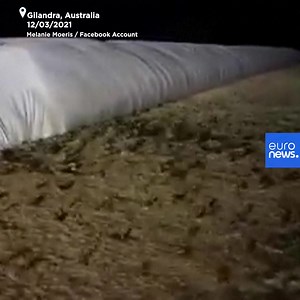 Footage filmed on a farm in Australia show thousands of mice scurrying from under pipes, through storage columns, and over machinery. Swathes of Australia's rural east are battling a "plague" of mice that is infesting crops. | Euronews English