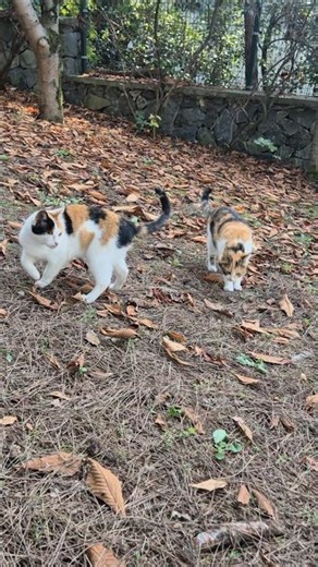 Two stunningly beautiful calico cats are wandering around me 🩵🐈 #shorts #beautifulcat #calicocat