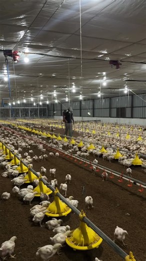Unique ON Farm on Instagram: "Day 17 in my Broiler EC farm 🐥 Daily routine | Growth check | Care & management . . . #BroilerFarming #BroilerChicken #PoultryFarming #BroilerFarm #BroilerProduction #PoultryLife #ChickenFarming #FarmFreshChicken #ModernFarming #AgricultureLife #FarmerLife #FarmDaily #FarmVibes #RuralLife #FarmPassion #HealthyChicken #AnimalCare #FarmRoutine #PoultryFarm #FarmVlog #AgricultureIndia #DesiFarming #PoultryBusiness #FarmersOfIndia #LivestockFarming #VillageLife #AgriVl