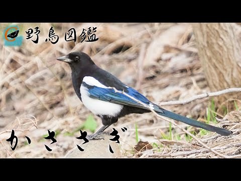 【野鳥図鑑 /カササギ】リモートバードウォッチング 北海道札幌市で出会った子育て準備真最中のカササギの姿と特徴などを紹介しています。