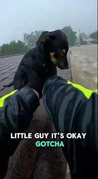 Rescuer Saves Stranded Puppy “Milo” From Flooded Rooftop | Dramatic Bodycam Rescue #ViralVideo