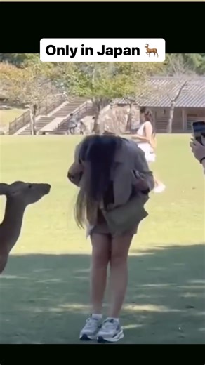 4.4K views · 269 reactions | Come to Japan to make friends with the deer | Japan Shorts | Facebook