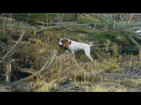 DIY Remote Bird Launcher