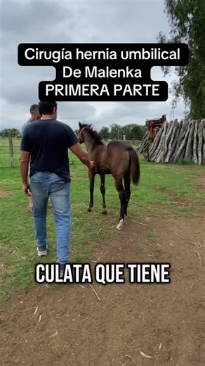 Cirugía de Hernia Umbilical en Potranca de 4 Meses